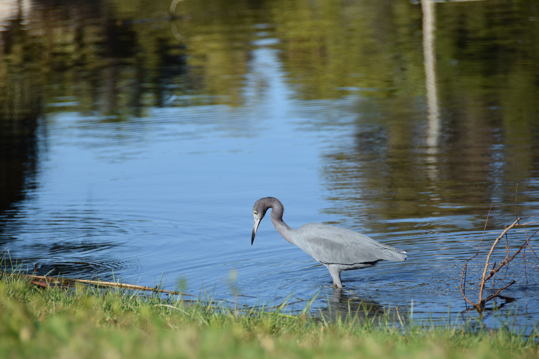 Little Blue Heron